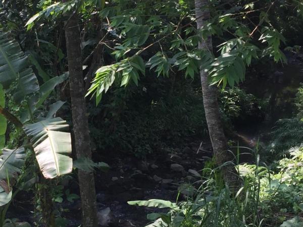 Omah SunFlower : photo 8 de la chambre chambre lit queen-size deluxe