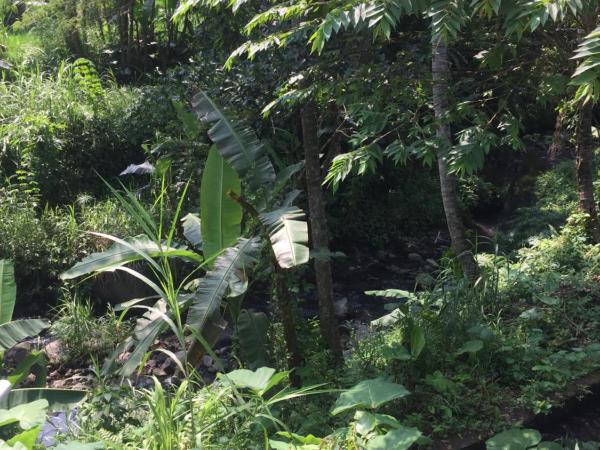 Omah SunFlower : photo 7 de la chambre chambre lit queen-size deluxe