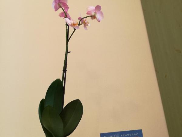 L'Olivo : photo 8 de la chambre grande chambre double ou lits jumeaux