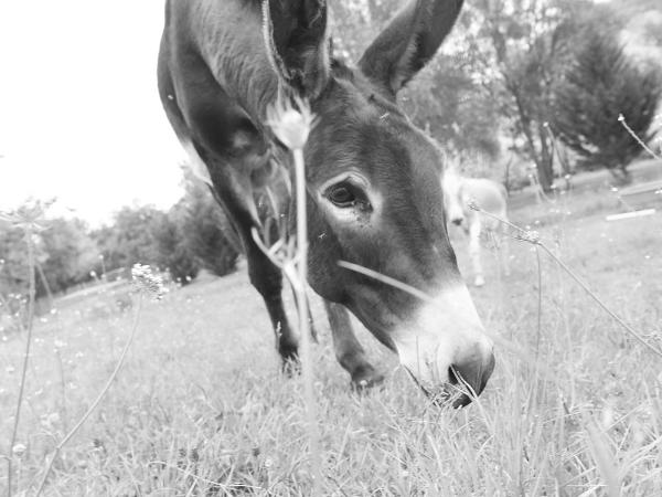 A CLAIREFONTAINE : photo 7 de la chambre chambre familiale - vue sur jardin