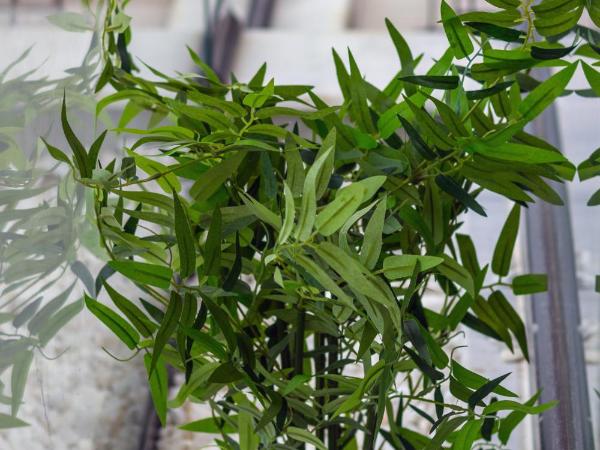 Aspendos eXtra : photo 9 de la chambre appartement deluxe