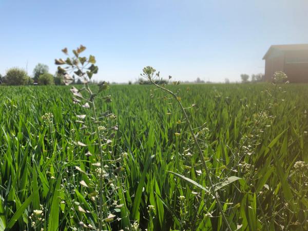 Agriturismo N'Uova Campagna : photo 1 de la chambre chambre double supérieure