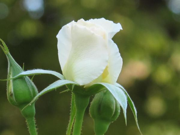 La Maison de Sophie : photo 4 de la chambre chambre double supérieure