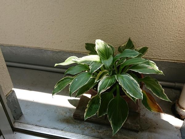 Kasuga Ryokan : photo 3 de la chambre chambre de style japonais