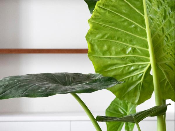 The Greenhouse : photo 3 de la chambre chambre lit king-size supérieure