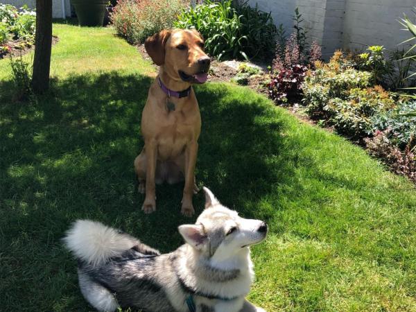 Marsham Court Hotel : photo 4 de la chambre chambre double ou lits jumeaux - chiens acceptés