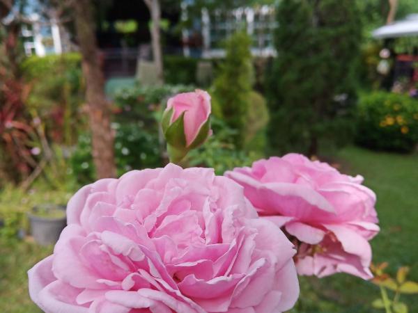 Baan JaoKorKluay บ้านเจ้ากอกล้วย : photo 1 de la chambre bungalow - vue sur jardin