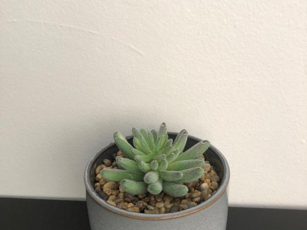 Ballantyne at Mosman Apartments : photo 5 de la chambre studio