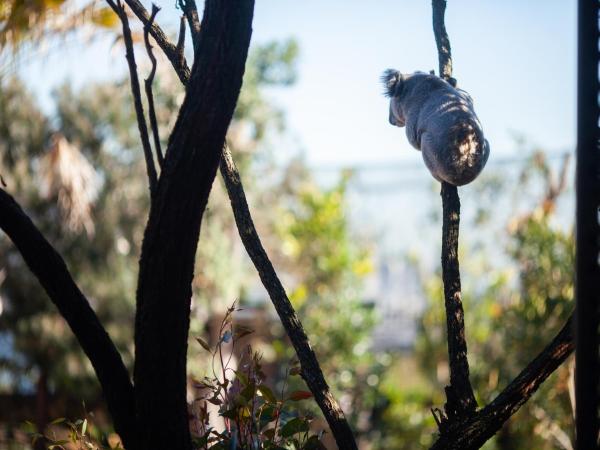 Wildlife Retreat at Taronga : photo 4 de la chambre chambre vue sur animaux - petit-déjeuner, visite et accès au zoo