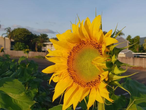 Palm Royale Cairns : photo 6 de la chambre chambre triple - vue sur la piscine
