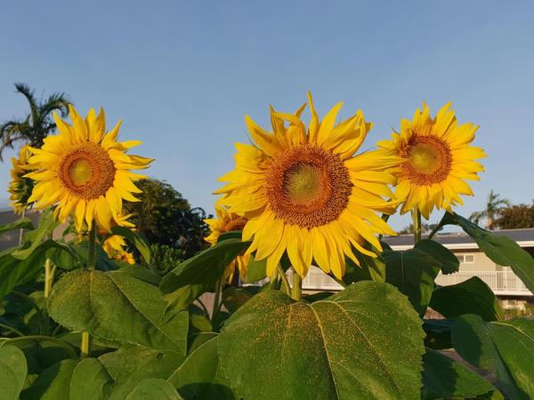 Palm Royale Cairns : photo 5 de la chambre chambre familiale - vue sur piscine