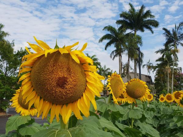 Palm Royale Cairns : photo 6 de la chambre chambre lit king-size - vue sur piscine