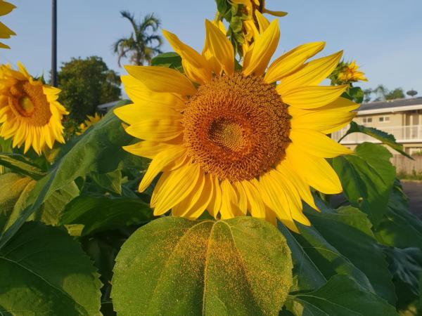 Palm Royale Cairns : photo 4 de la chambre chambre king complexe