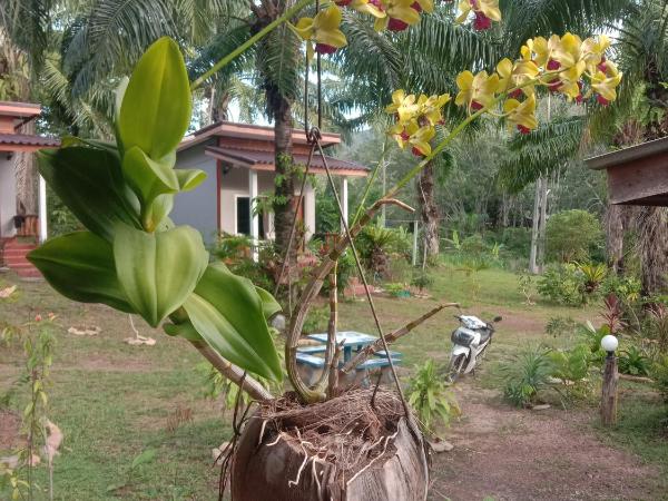 Mada Lanta Mai Keaw : photo 10 de la chambre bungalow 1 chambre
