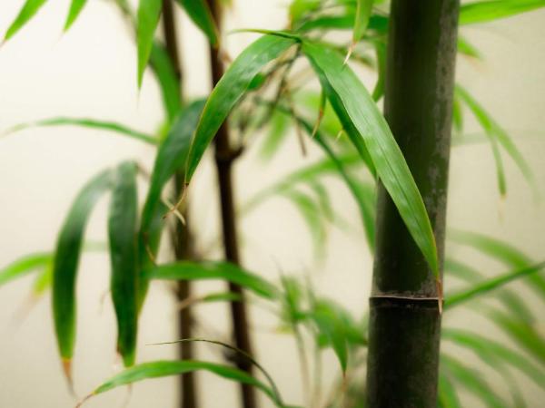 THE JUNEI HOTEL Kyoto : photo 10 de la chambre suite