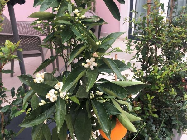 Cardeal Suites & Apartments : photo 2 de la chambre appartement - vue sur jardin