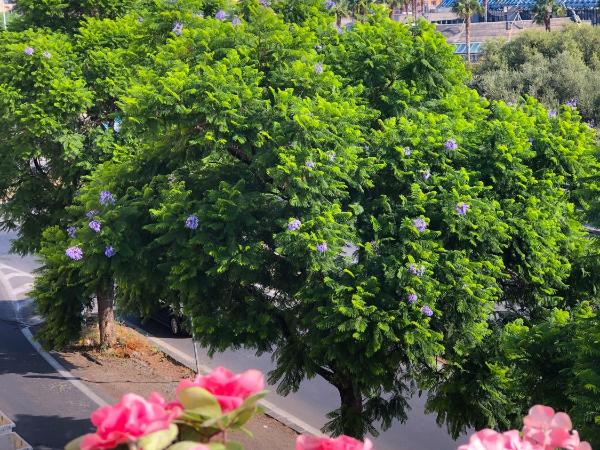 B&B Policlinico Gaspare Rodolico : photo 1 de la chambre chambre double ou lits jumeaux deluxe avec balcon