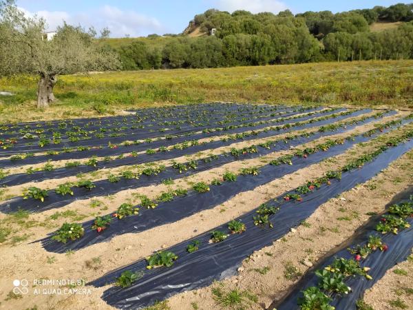 Agriturismo Prendas de Sole : photo 4 de la chambre appartement 1 chambre