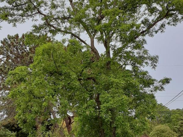 Sea Birds Cottage : photo 5 de la chambre chambre lit queen-size - vue sur jardin