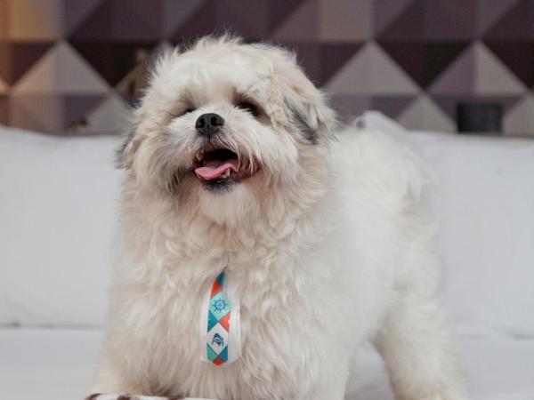 NH Curitiba The Five : photo 6 de la chambre chambre lits jumeaux standard