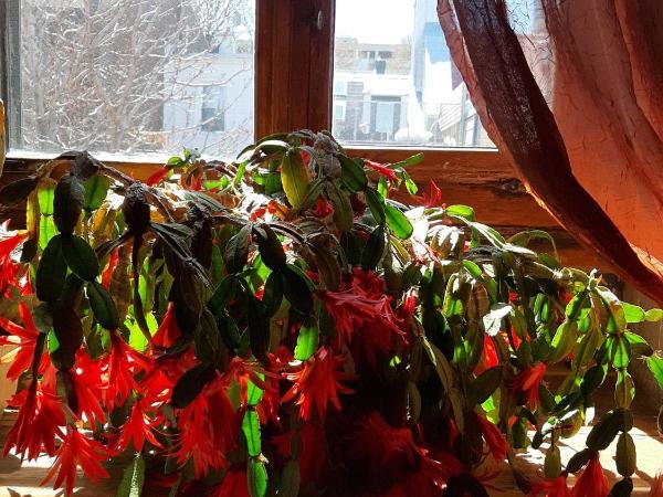 Gîte À l'Augustine : photo 4 de la chambre chambre double