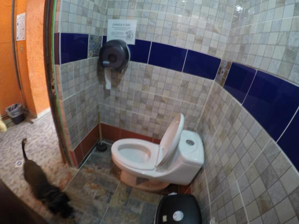 Iguana Hostel Oaxaca : photo 5 de la chambre lit dans dortoir mixte de 8 lits