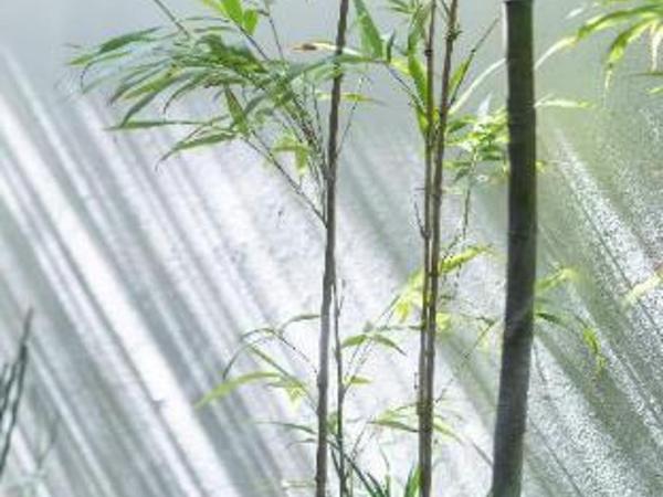 THE JUNEI HOTEL Kyoto : photo 8 de la chambre room #572914605