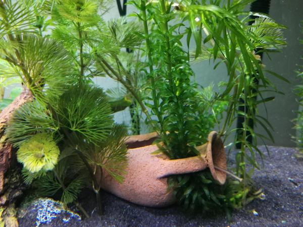 Aquarium room fish and gastropods : photo 8 de la chambre chambre double avec salle de bains commune