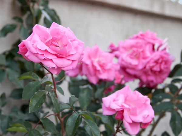 Apartments and Rooms Camaiore : photo 10 de la chambre appartement 2 chambres en duplex avec balcon - vue sur mer