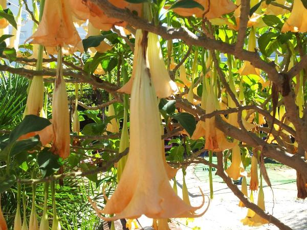 El Tio Mateo : photo 8 de la chambre chambre double ou lits jumeaux