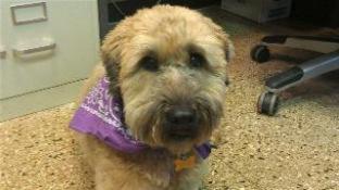 Carlton Inn Midway : photo 1 de la chambre room #284378912