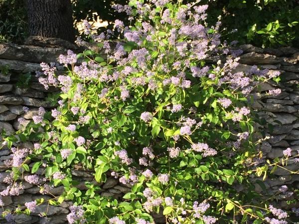 Le Verger : photo 8 de la chambre suite - vue sur jardin