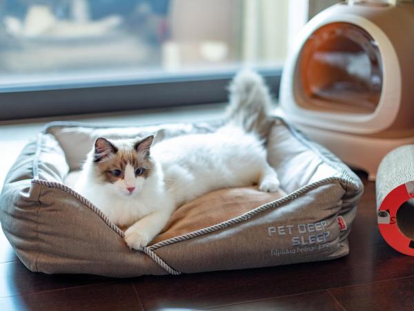 Gran Melia Chengdu : photo 7 de la chambre chambre premium avec jardin