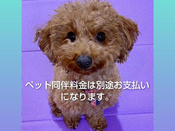 コインズホステル天神ペット宿泊可 : photo 3 de la chambre chambre lits jumeaux standard