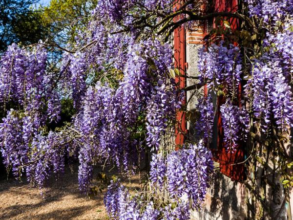 Le Petit Manoir de Kériolet : photo 10 de la chambre chambre double standard - vue sur parc