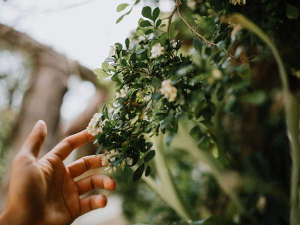 Xiknal Cozumel : photo 4 de la chambre chambre lits jumeaux standard