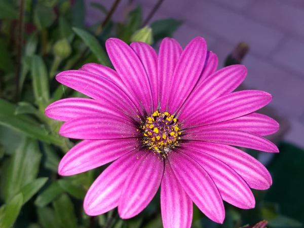 Il Giardino del Nespolo : photo 6 de la chambre chambre familiale avec salle de bains privative séparée