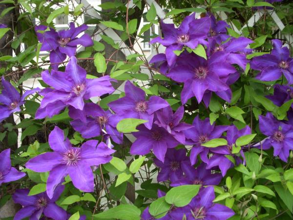 AntikGarden 39 Vendégház : photo 10 de la chambre chambre familiale avec salle de bains privative