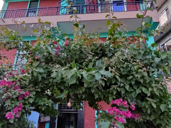 Harry Guest House & Restaurant : photo 9 de la chambre chambre triple deluxe