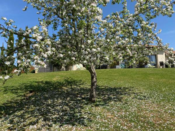 Hotel Le Mas de Castel - Piscine chauffee : photo 10 de la chambre chambre double premium avec terrasse privée