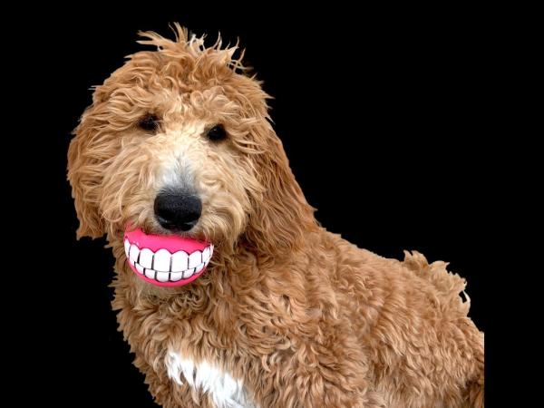 The Academy Hotel Colorado Springs : photo 5 de la chambre chambre 2 lits queen-size - animaux domestiques admis