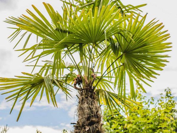 W BAŃCE Glamping : photo 3 de la chambre tente