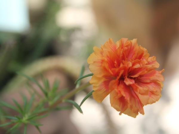 La Pantera Negra : photo 9 de la chambre chambre double - accessible aux personnes à mobilité réduite