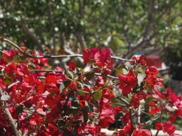 Les Jardins De Santa Giulia - Charmante chambre d'hôte : photo 1 de la chambre chambre simple