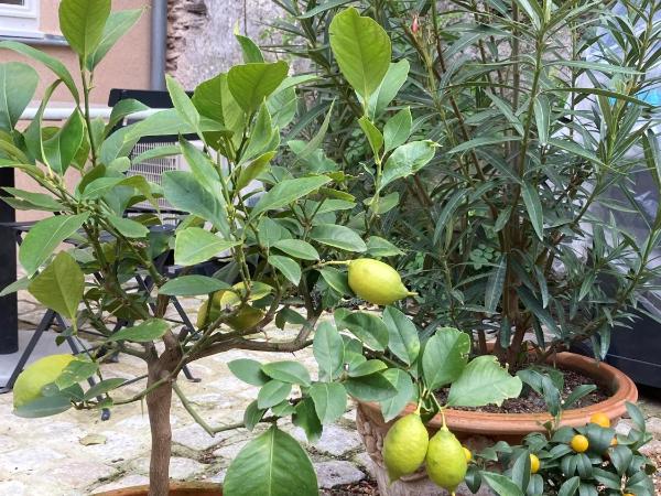 La Maison du Cocher - Chambre indépendante climatisée en Hypercentre - Lit Queen Size : photo 2 de la chambre appartement - vue sur jardin