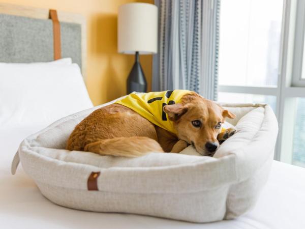 Sentral East Austin at 1614 E Sixth : photo 6 de la chambre 1 bedroom apt in east austin