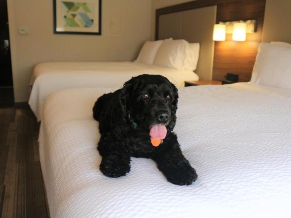 Holiday Inn Express & Suites Albuquerque Historic Old Town, an IHG Hotel : photo 1 de la chambre chambre lit queen-size standard avec 2 lits queen-size - animaux domestiques acceptés