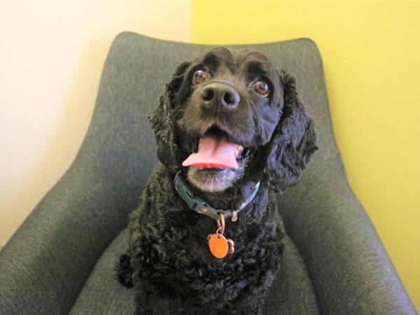 Holiday Inn Express & Suites Albuquerque Historic Old Town, an IHG Hotel : photo 1 de la chambre chambre standard lit king-size - animaux domestiques acceptés