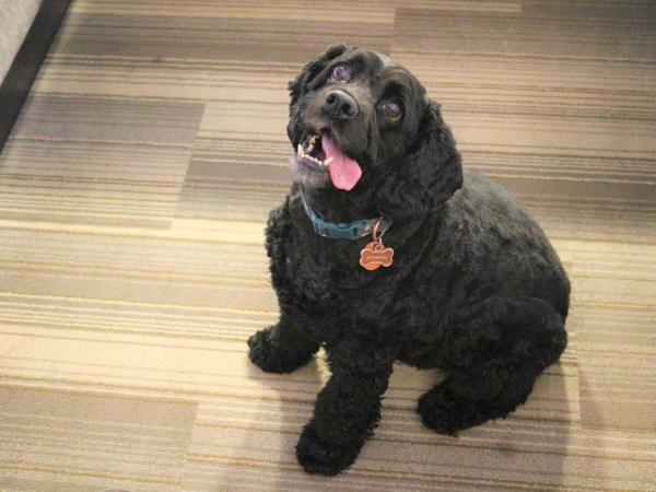 Holiday Inn Express & Suites Albuquerque Historic Old Town, an IHG Hotel : photo 3 de la chambre chambre standard lit king-size - animaux domestiques acceptés