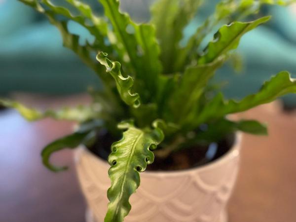 Flora House Denver : photo 10 de la chambre suite lit king-size